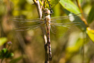 Anax ephippiger